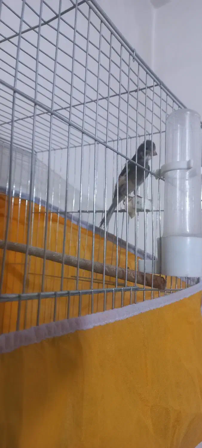 جوجه قناری نر|پرنده|خمینی‌شهر, |دیوار