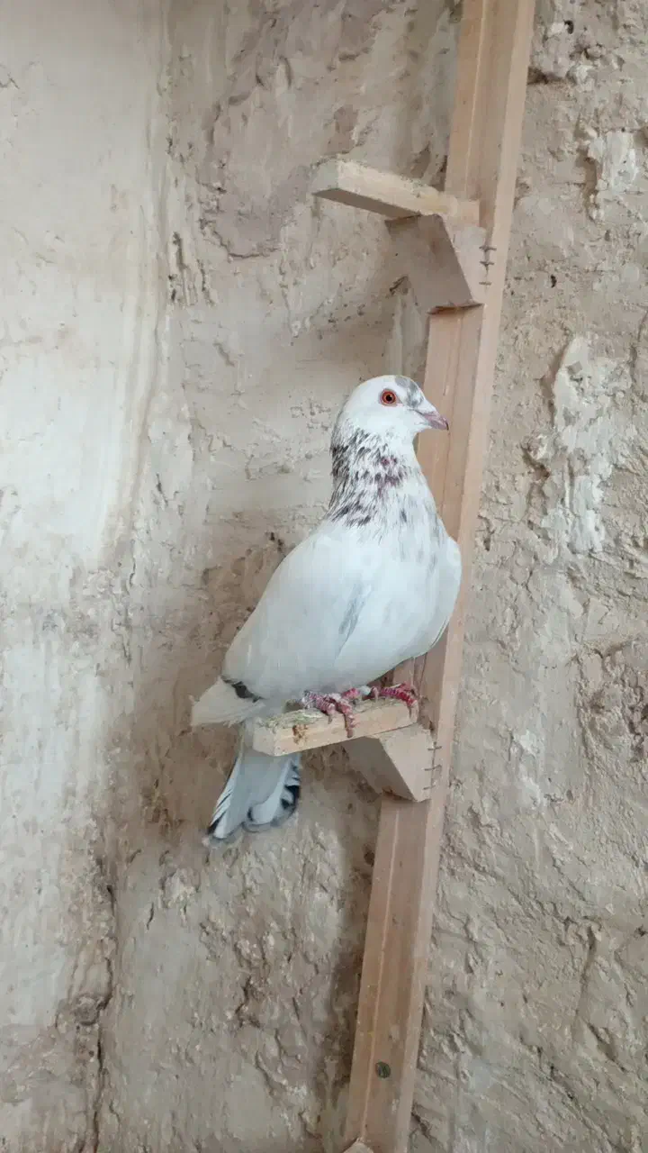 کفتر صید|پرنده|شیروان (خراسان), |دیوار