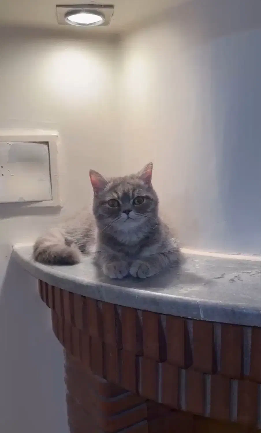 اسکاتیش و هیمالین|گربه|کرج, شهرک بنفشه|دیوار