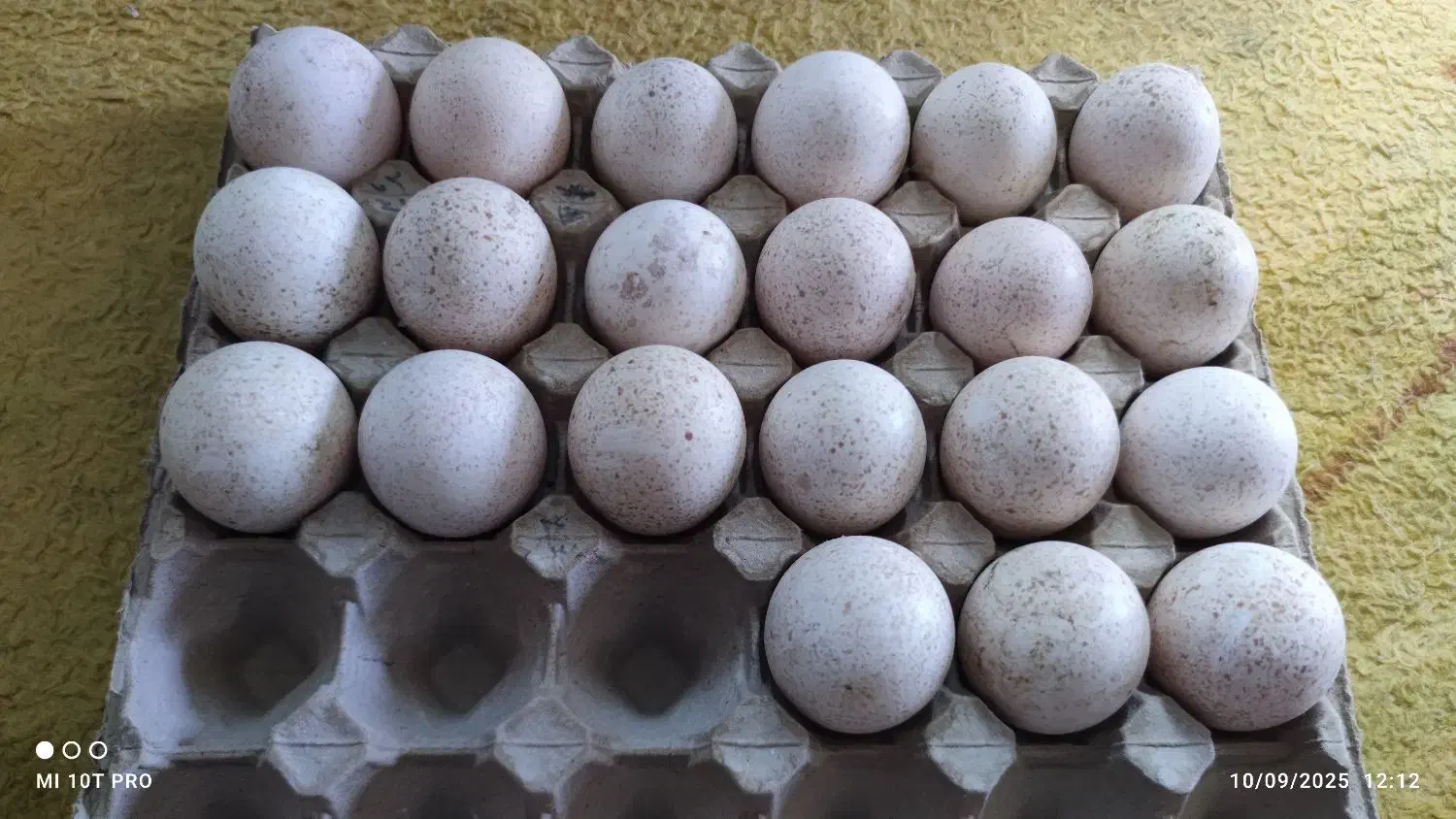 تخم نطفه دار و خوراکی بوقلمون|خوردنی و آشامیدنی|شاهرود, |دیوار