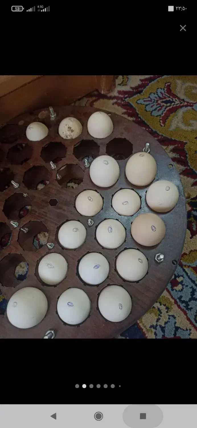 دستگاه جوجه کشی|لوازم جانبی حیوانات|اصفهان, دهنو|دیوار