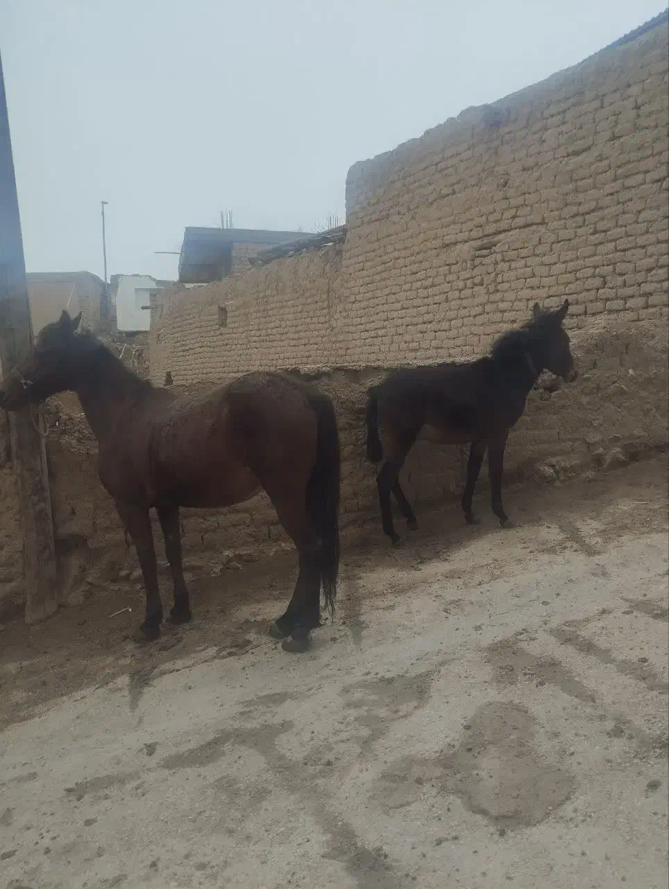 اسب و قاطر|اسب و تجهیزات اسب‌سواری|آزادشهر, |دیوار