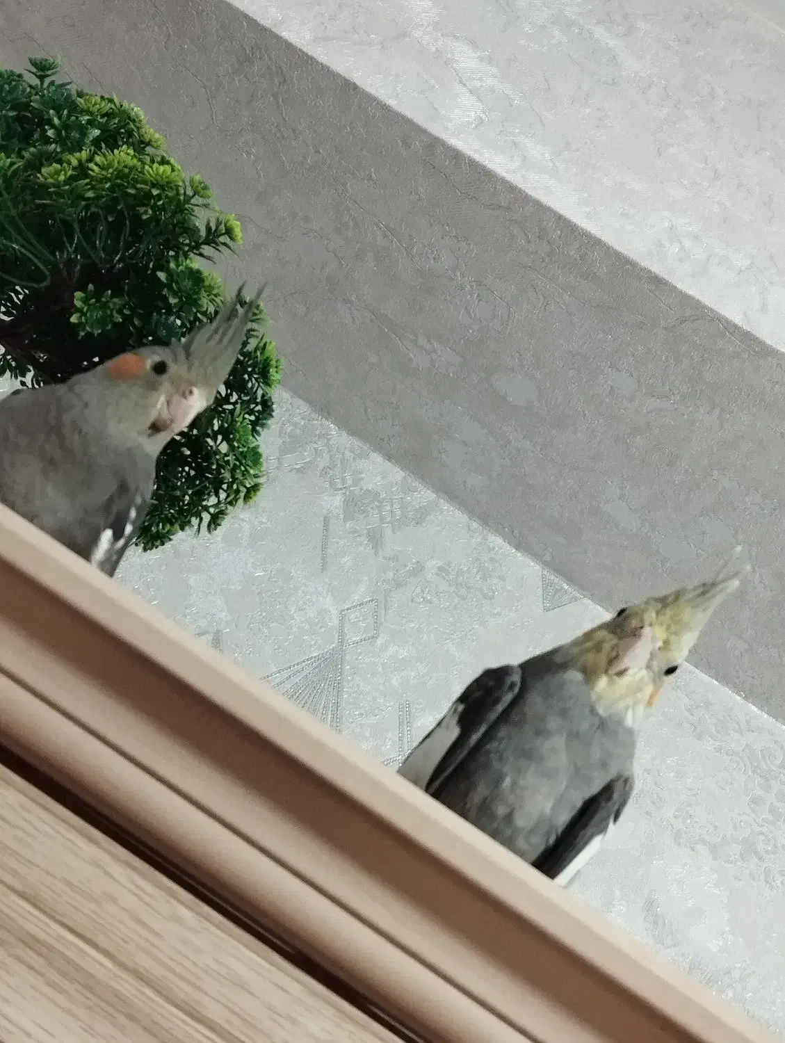 جفت عروس هلندی|پرنده|سهند, |دیوار