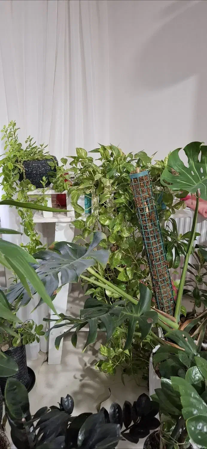 استند گل|گل و گیاه طبیعی|سقز, |دیوار