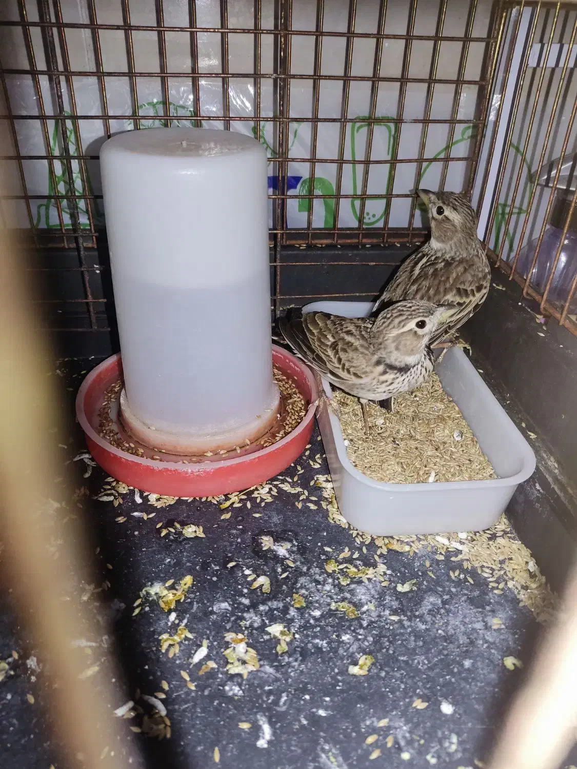 سهره خاکی و سهره رسمی|پرنده|قم, شاه ابراهیم|دیوار