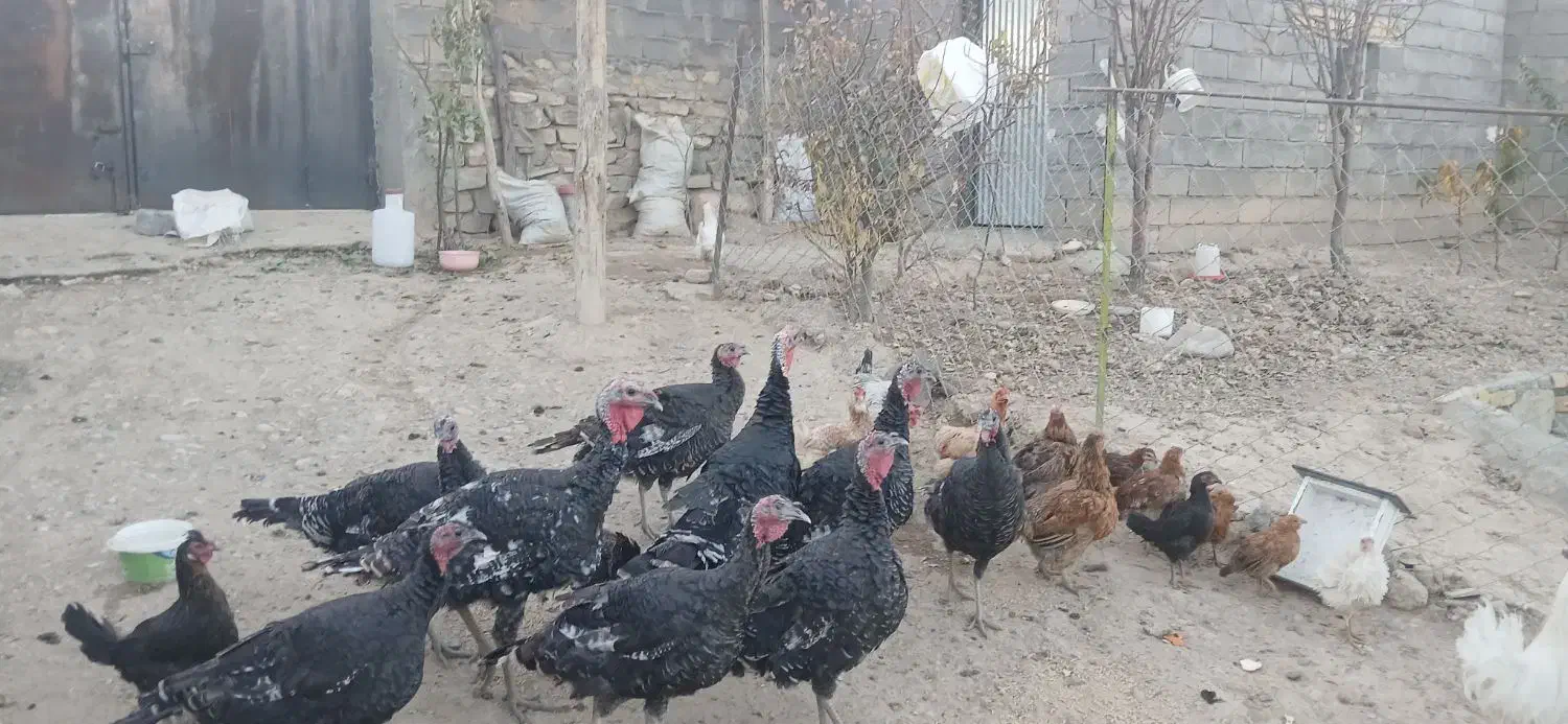 فروشی|حیوانات مزرعه|سنقر, |دیوار