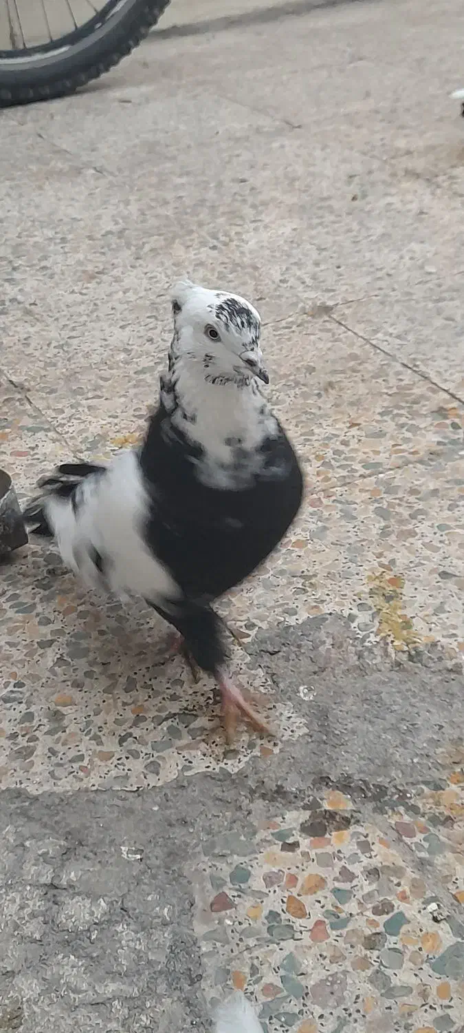 پرنده|پرنده|خرم‌آباد, |دیوار