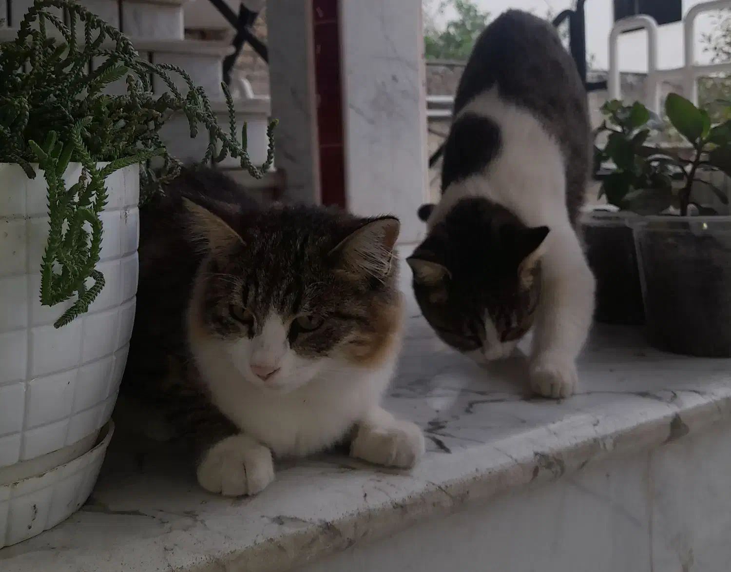 فروش،بچه گربه پرشین ناز خوشکل|گربه|کردکوی, |دیوار