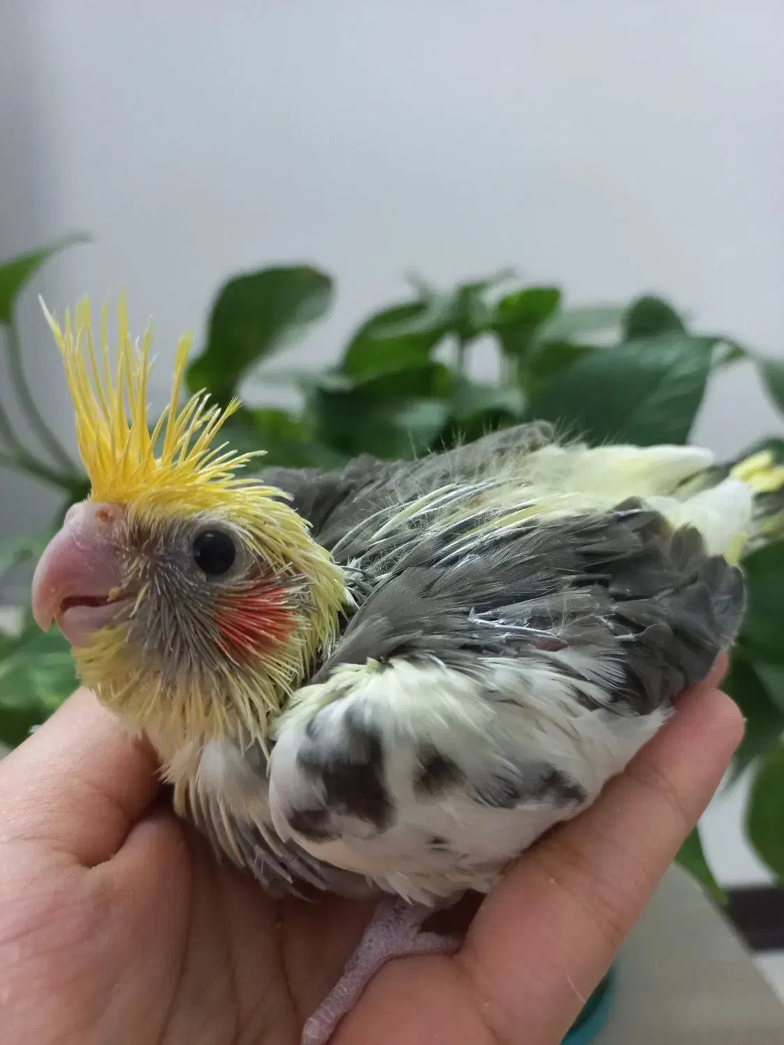 جوجه عروس ابلغ سرلاکی|پرنده|قم, شاه سید علی|دیوار