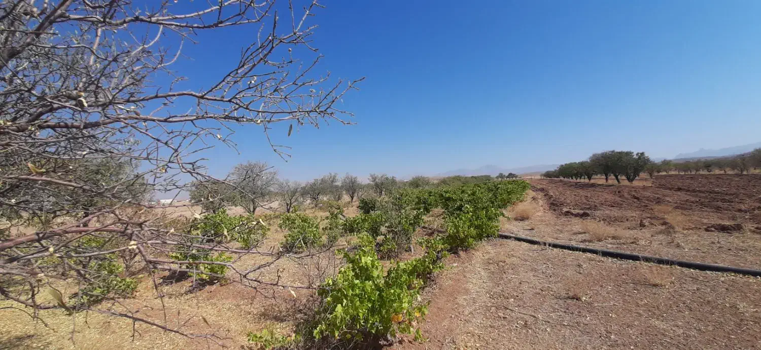 مزرعه|فروش دفتر صنعتی، کشاورزی، تجاری|باغ صفا, |دیوار