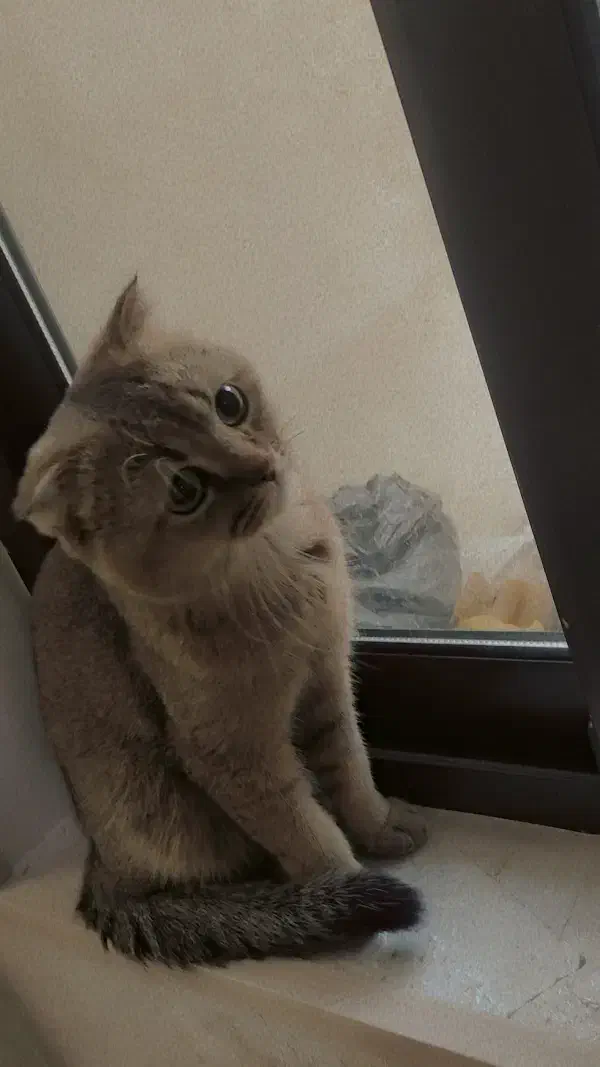 گربه نر|گربه|کاشان, امیرکبیر|دیوار