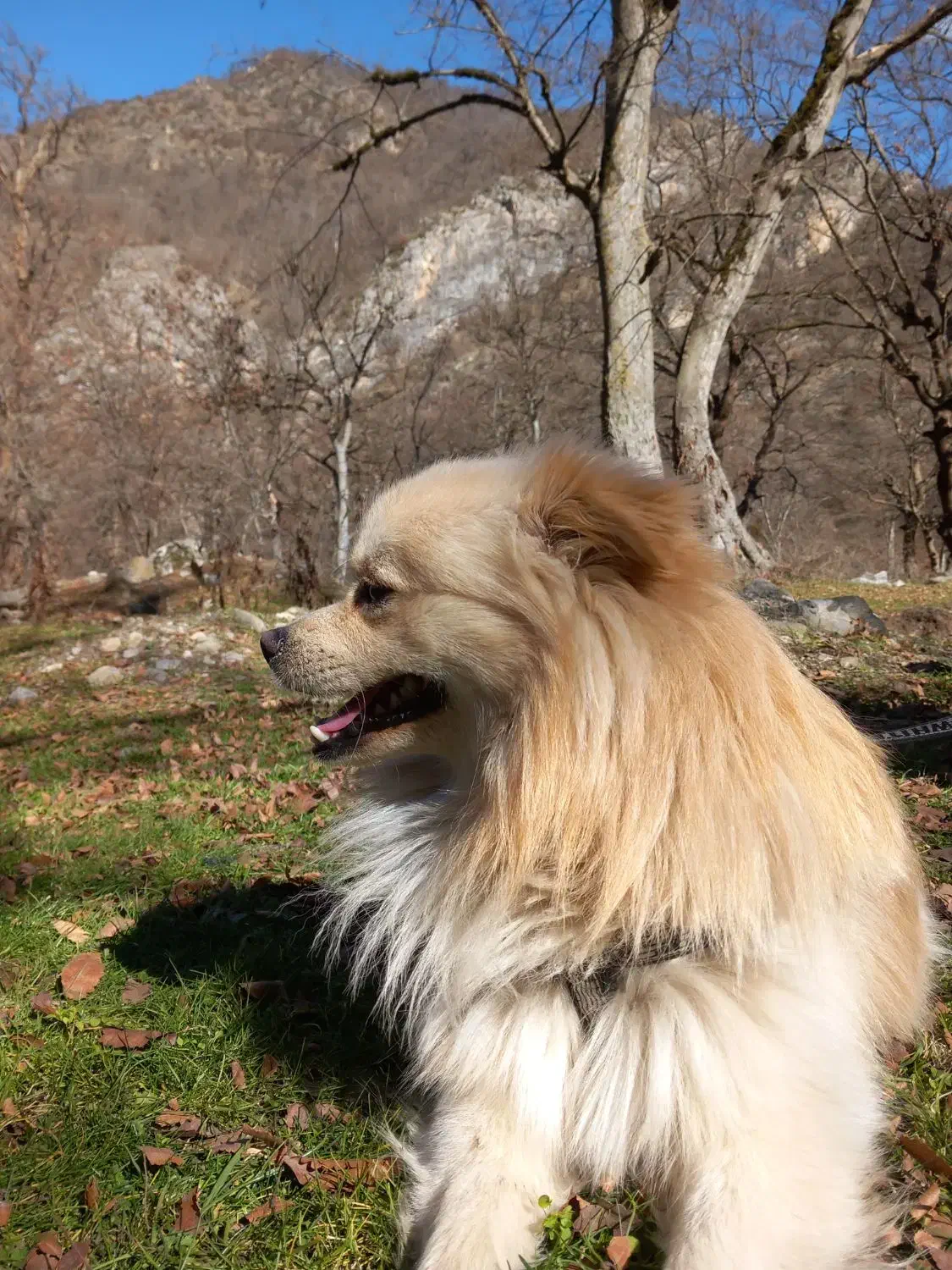 گمشده|حیوانات|شاهرود, |دیوار