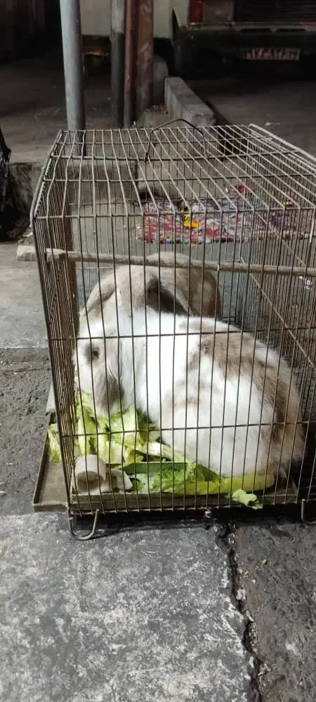 یک جفت خرگوش|موش و خرگوش|تهران, مسعودیه|دیوار