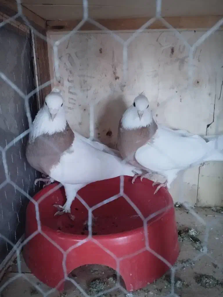 کفتر|پرنده|آباده, |دیوار