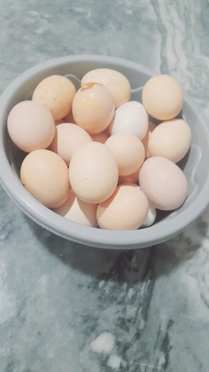تخم مرغ|خوردنی و آشامیدنی|سنگدوین, |دیوار