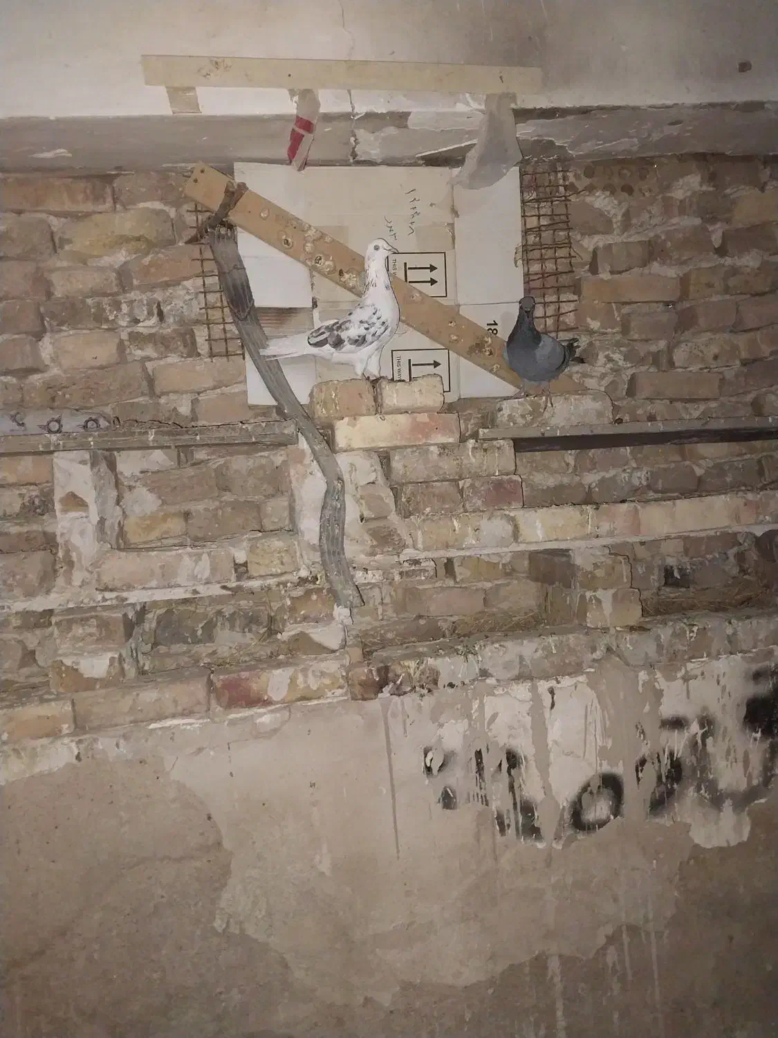 کبوتر|پرنده|مرند, |دیوار