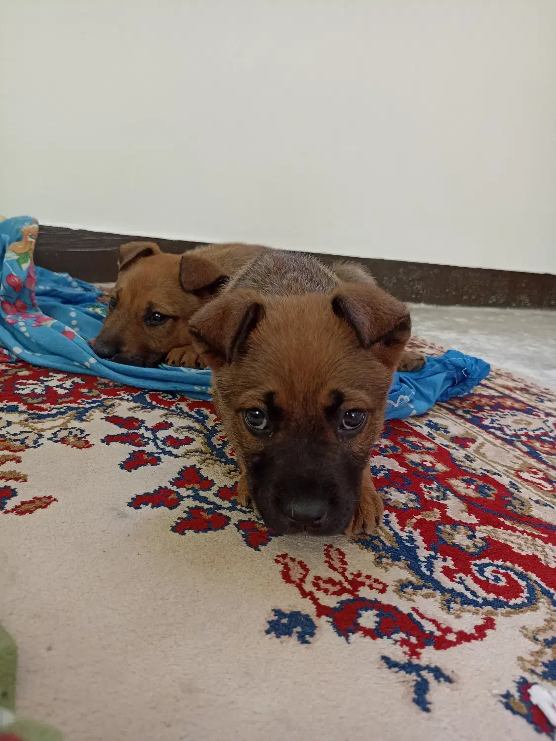 توله سگ دو ماهه|سگ|محمدشهر, عباس آباد|دیوار