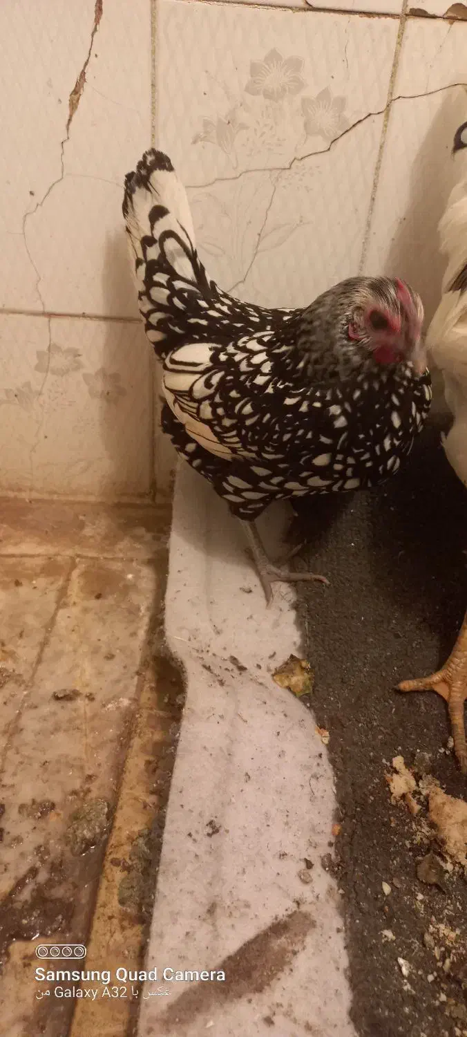 مرغ|حیوانات مزرعه|سبزوار, هویزه|دیوار