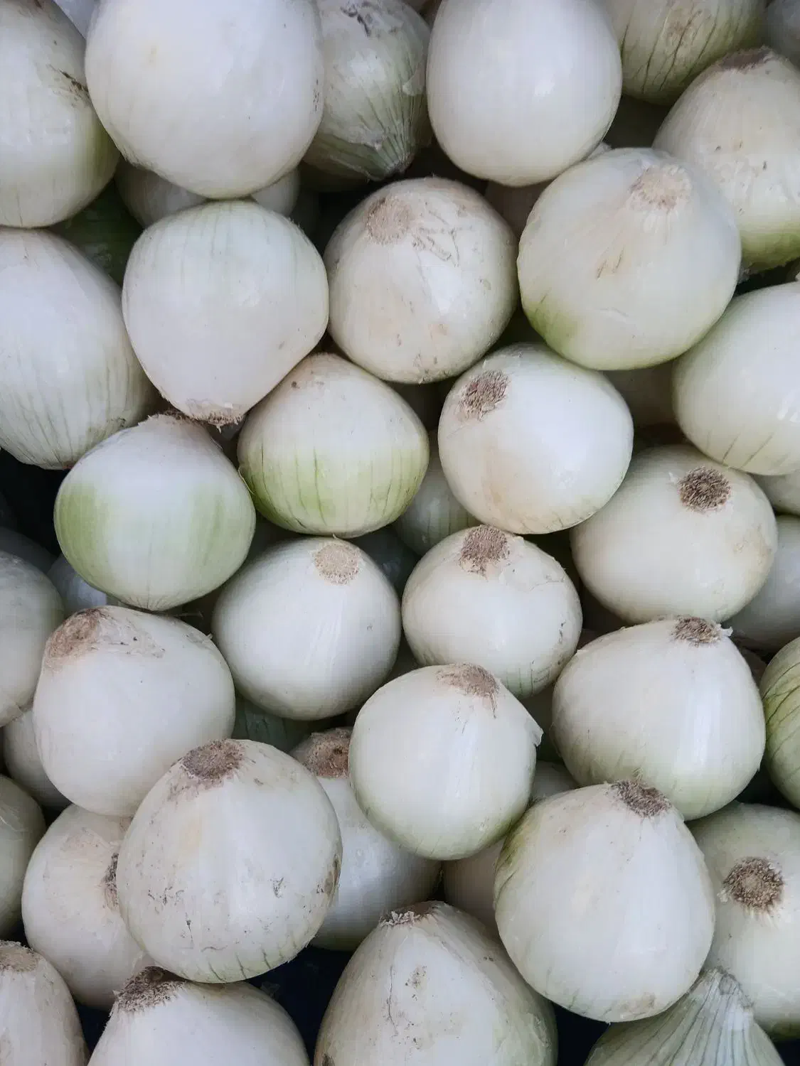 پیاز کله|خوردنی و آشامیدنی|قم, سراجه (۱۵ خرداد)|دیوار