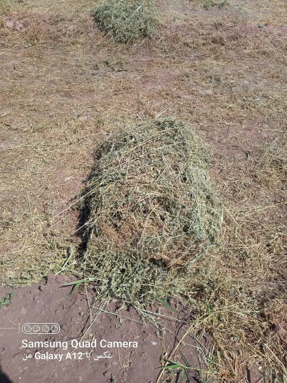 علف حیوانات فروشی|لوازم جانبی حیوانات|تسوج, |دیوار