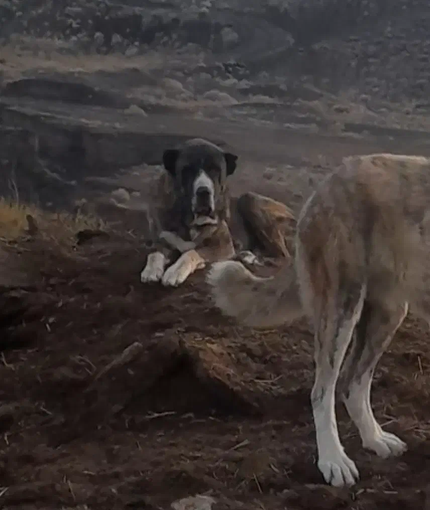 شاه توله ماده خراسانی|سگ|سلیمان, |دیوار