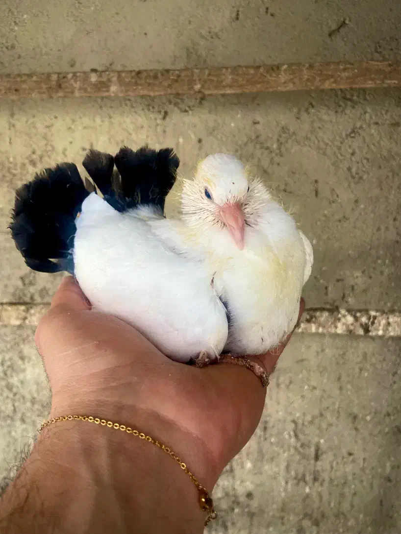 کبوتر دم چتری دم رنگی|پرنده|رودسر, |دیوار