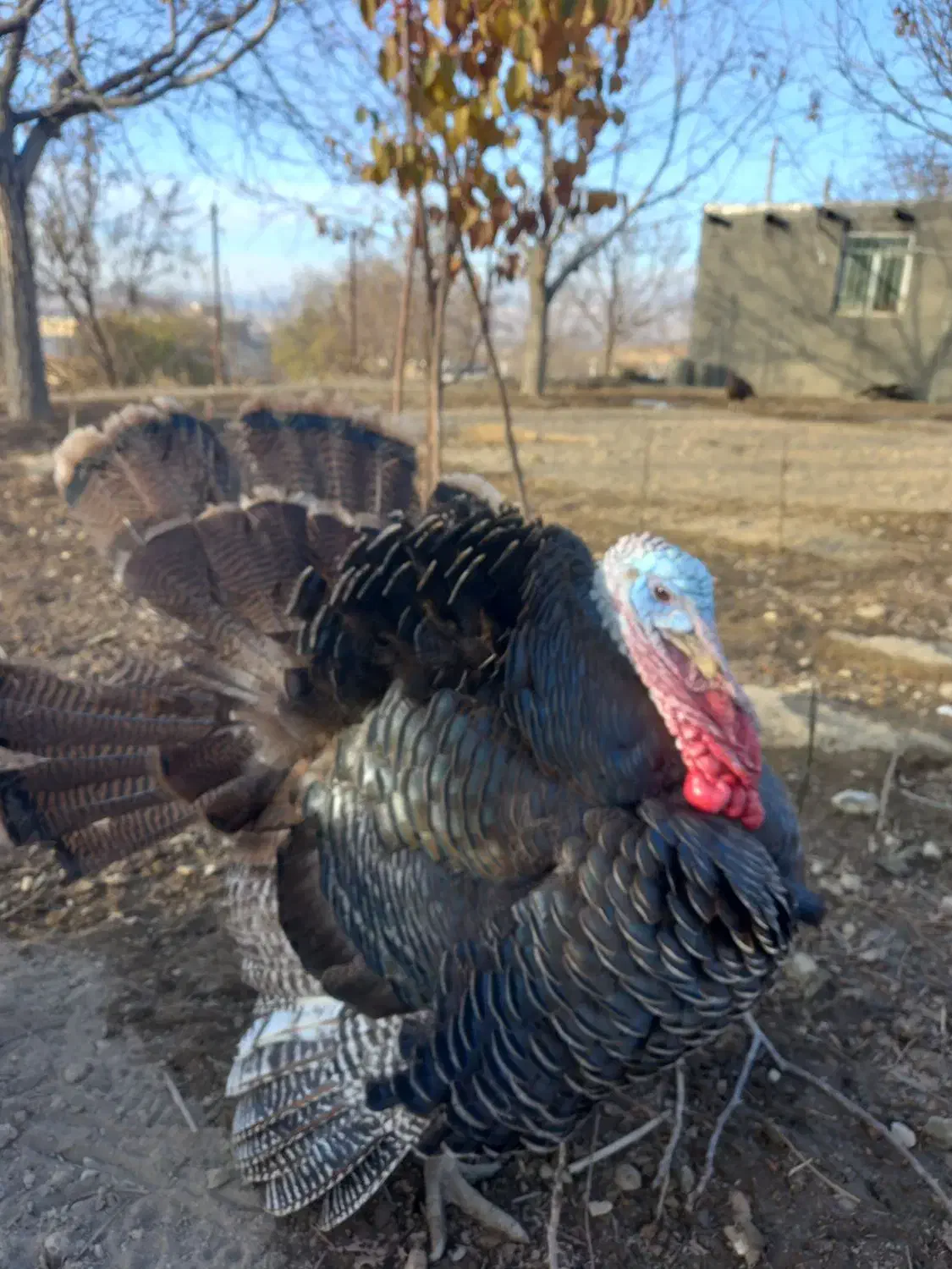 بوقلمون|حیوانات مزرعه|تویسرکان, |دیوار