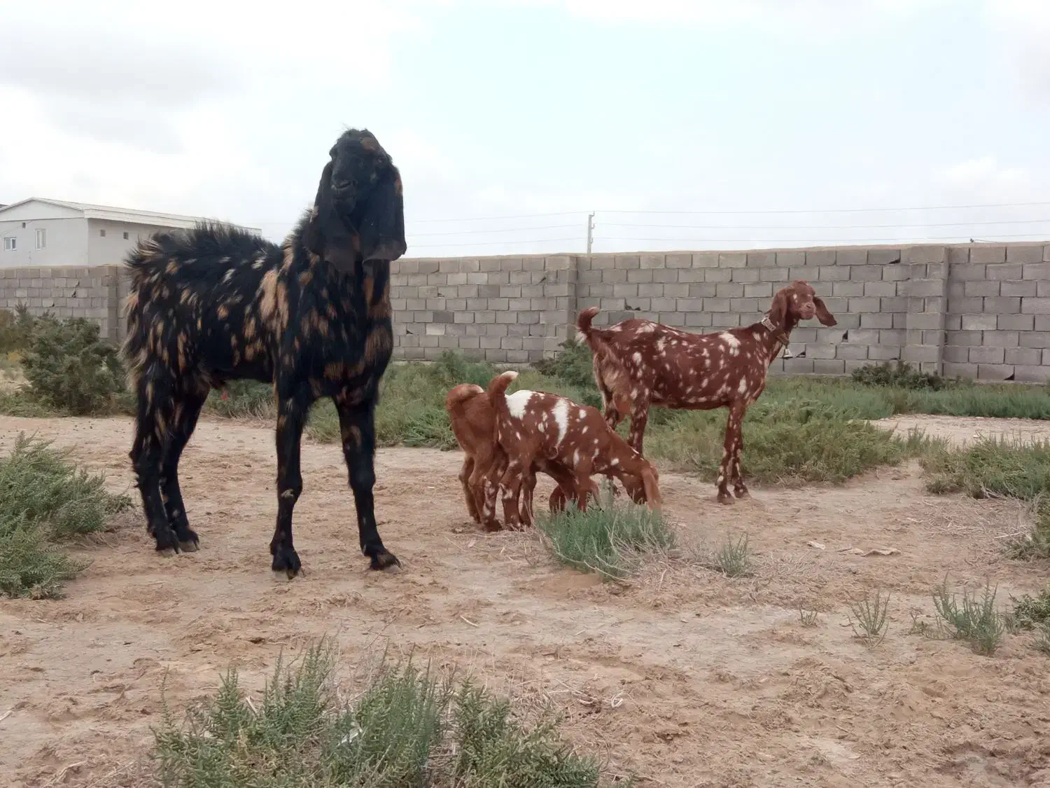 بز (تکه) با بز شیری|حیوانات مزرعه|گمیشان, |دیوار