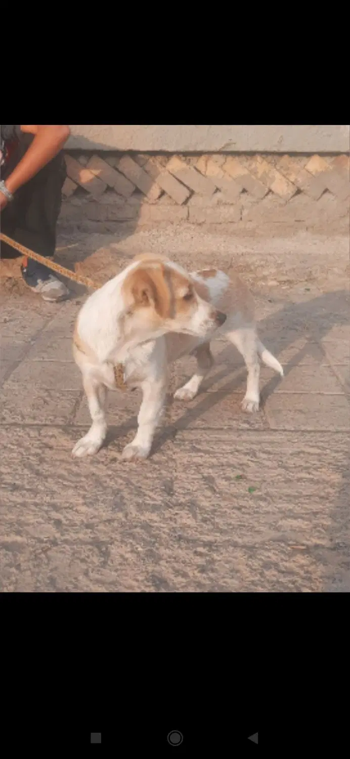 500000|سگ|تاکستان, |دیوار