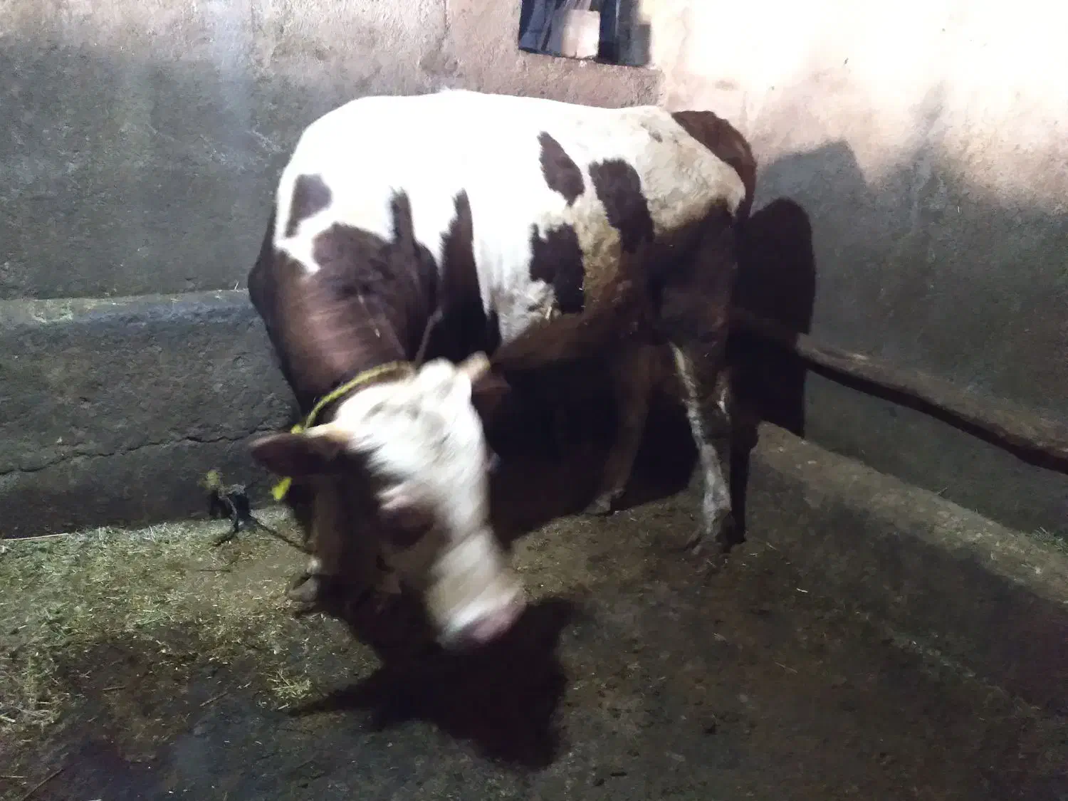 گوساله نر|حیوانات مزرعه|حسین آباد, |دیوار