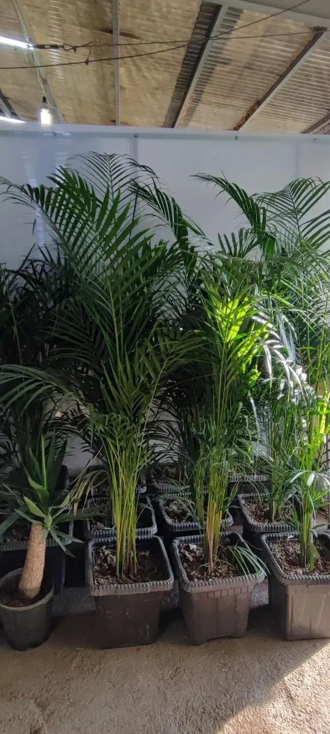 گل های آپارتمانی|گل و گیاه طبیعی|ری, بازار گل خاوران|دیوار