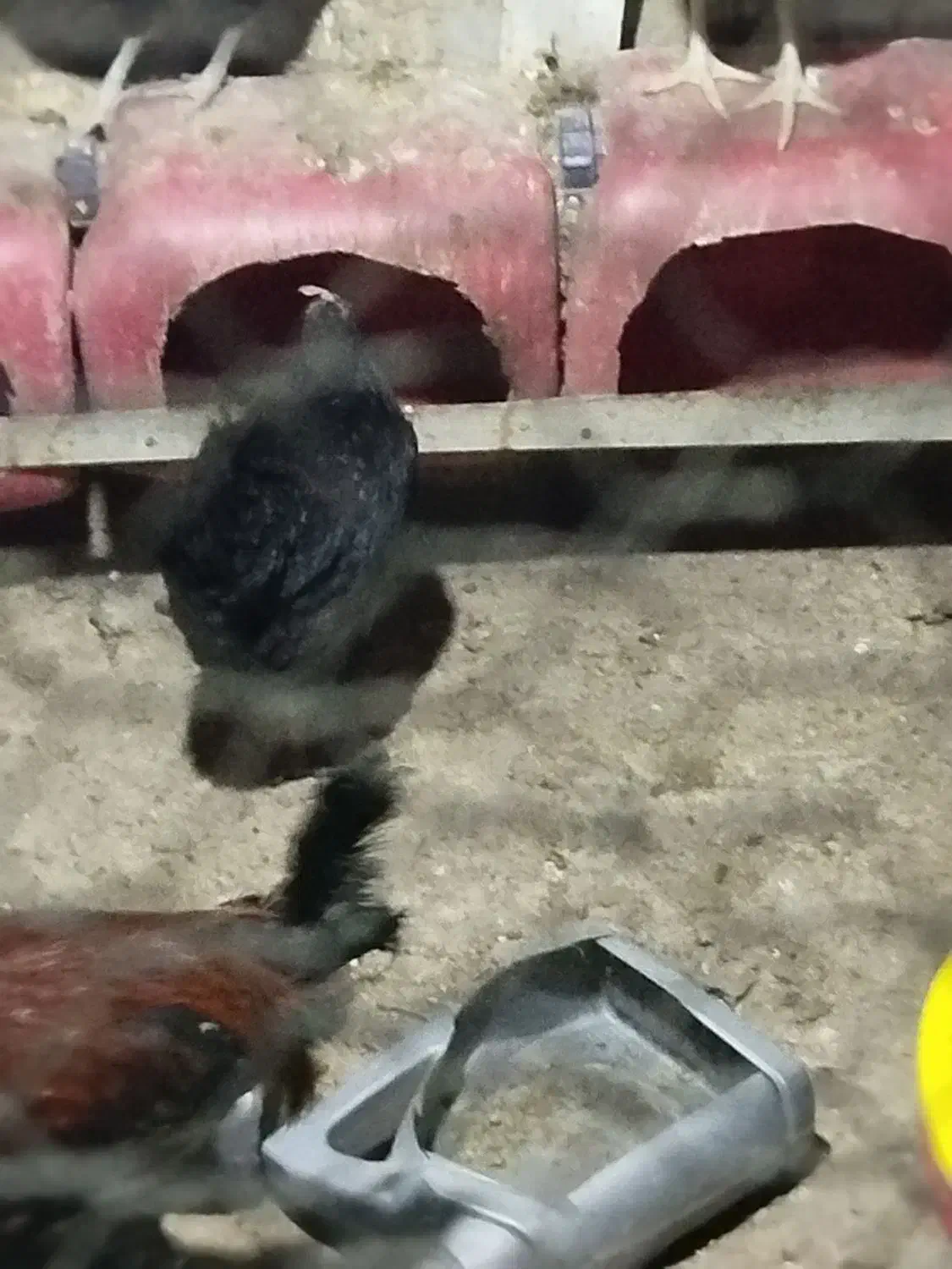 مرغ کرک|حیوانات مزرعه|برازجان, |دیوار