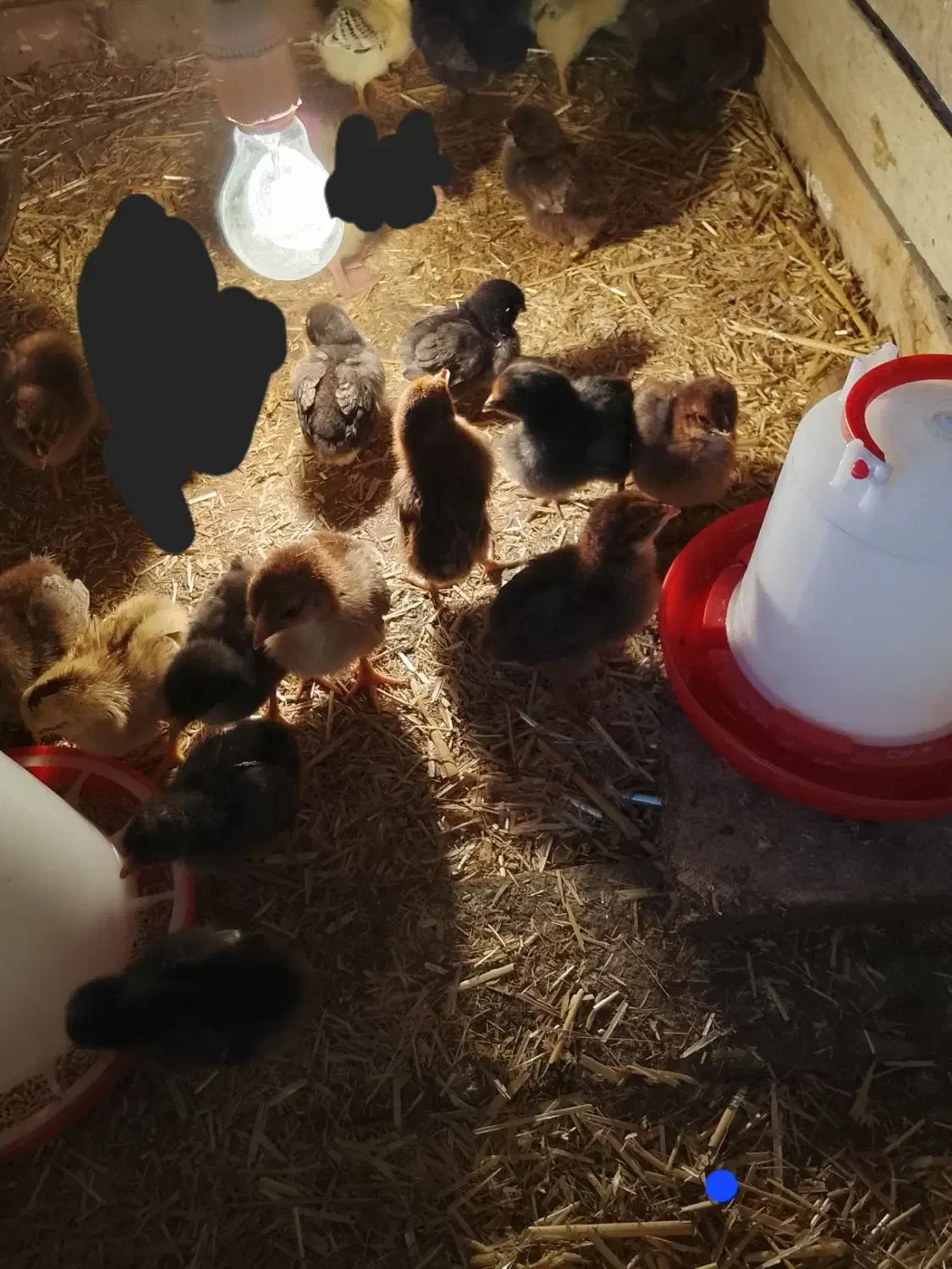 جوجه محلی ۷ روزه|حیوانات مزرعه|گمیشان, |دیوار