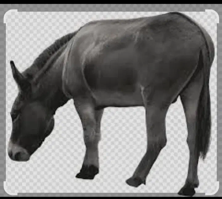 حیوان خر|حیوانات مزرعه|کلیبر, |دیوار