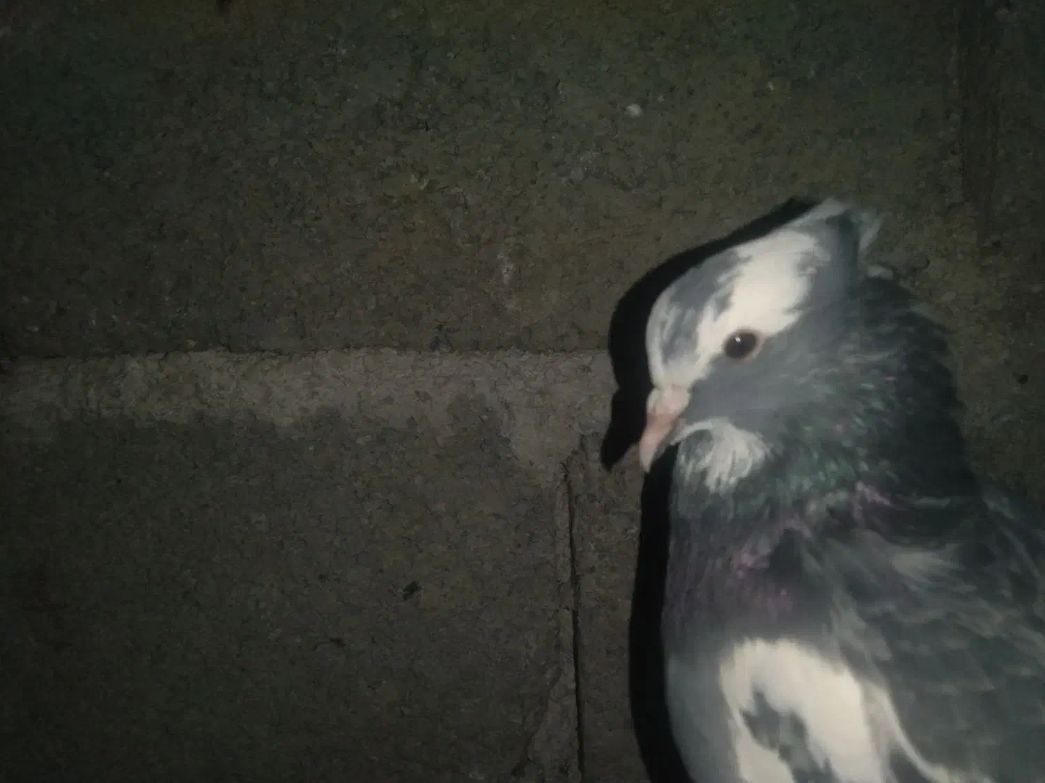 کبوتر ابلق|پرنده|پاوه, |دیوار