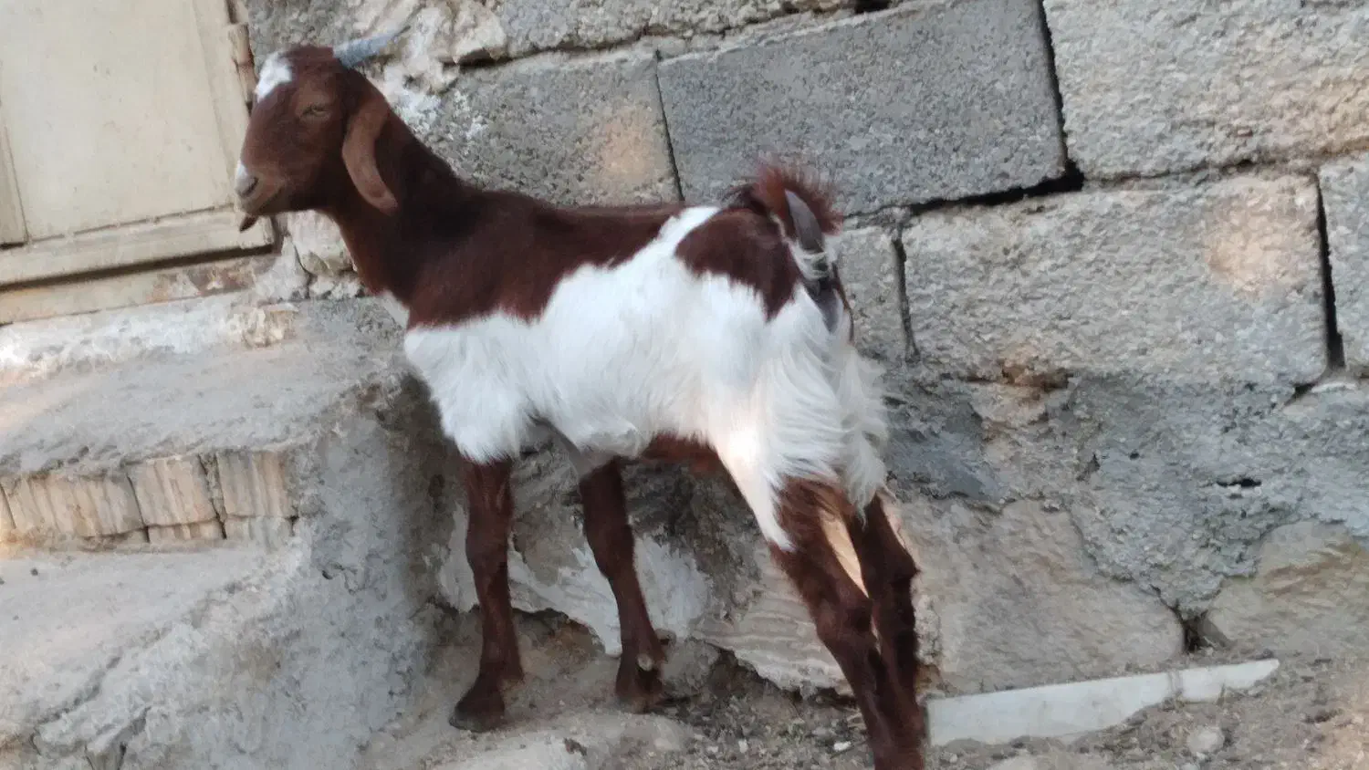 کهره نر|حیوانات مزرعه|بندر کنگان, |دیوار