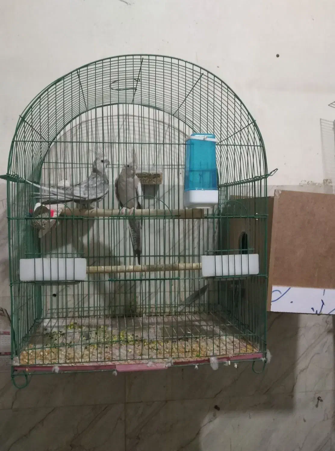 ۴ جفت عروس هلندی مولد|پرنده|سلماس, |دیوار