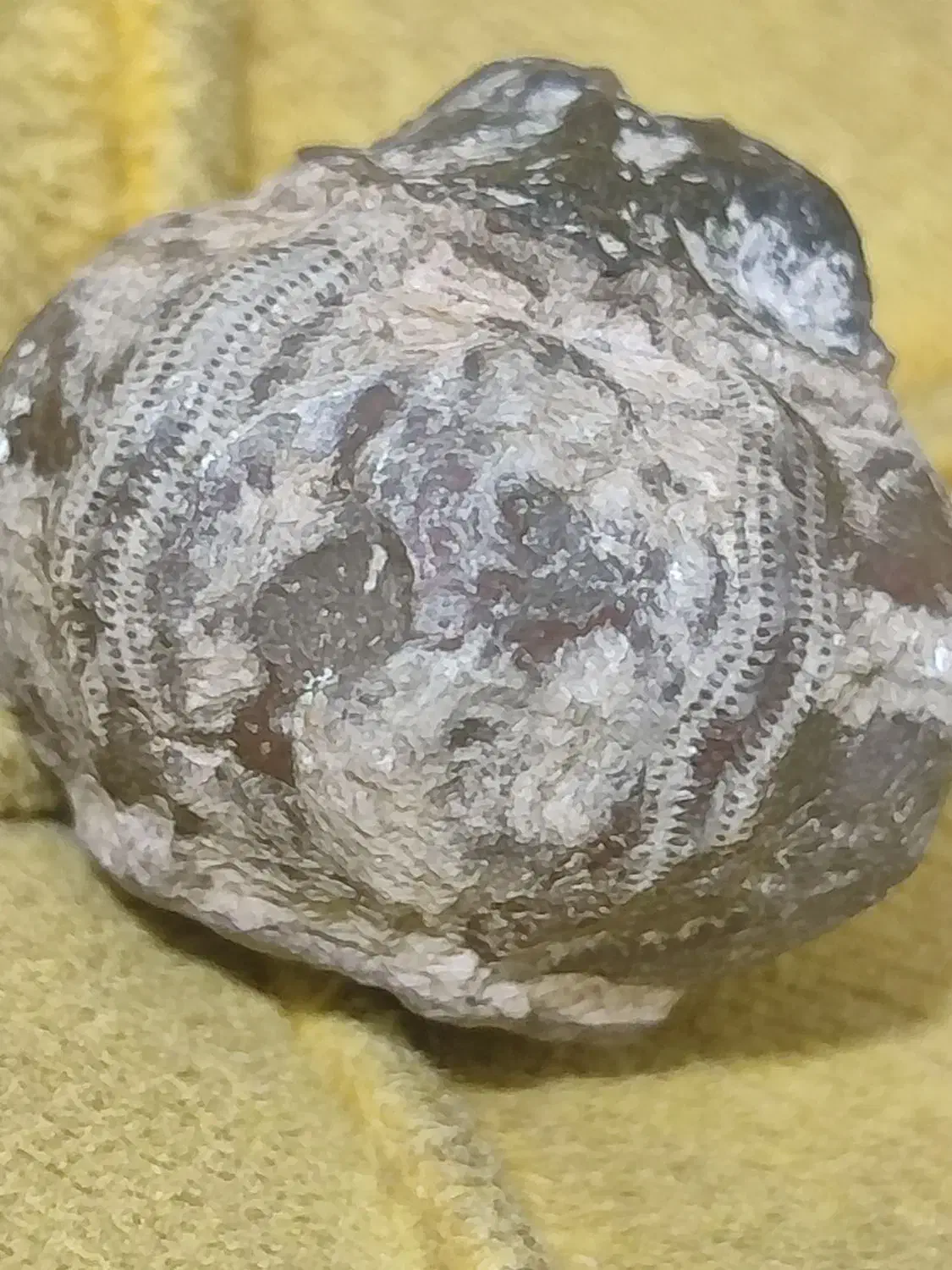 فسیل خشخاش عتیقه|کلکسیون اشیاء عتیقه|مشهد, رده|دیوار