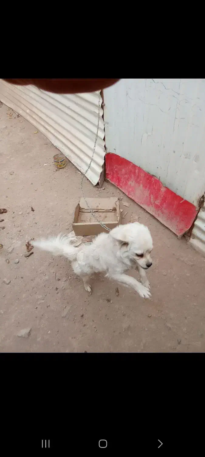 واگذارس سگ|سگ|کرمان, |دیوار