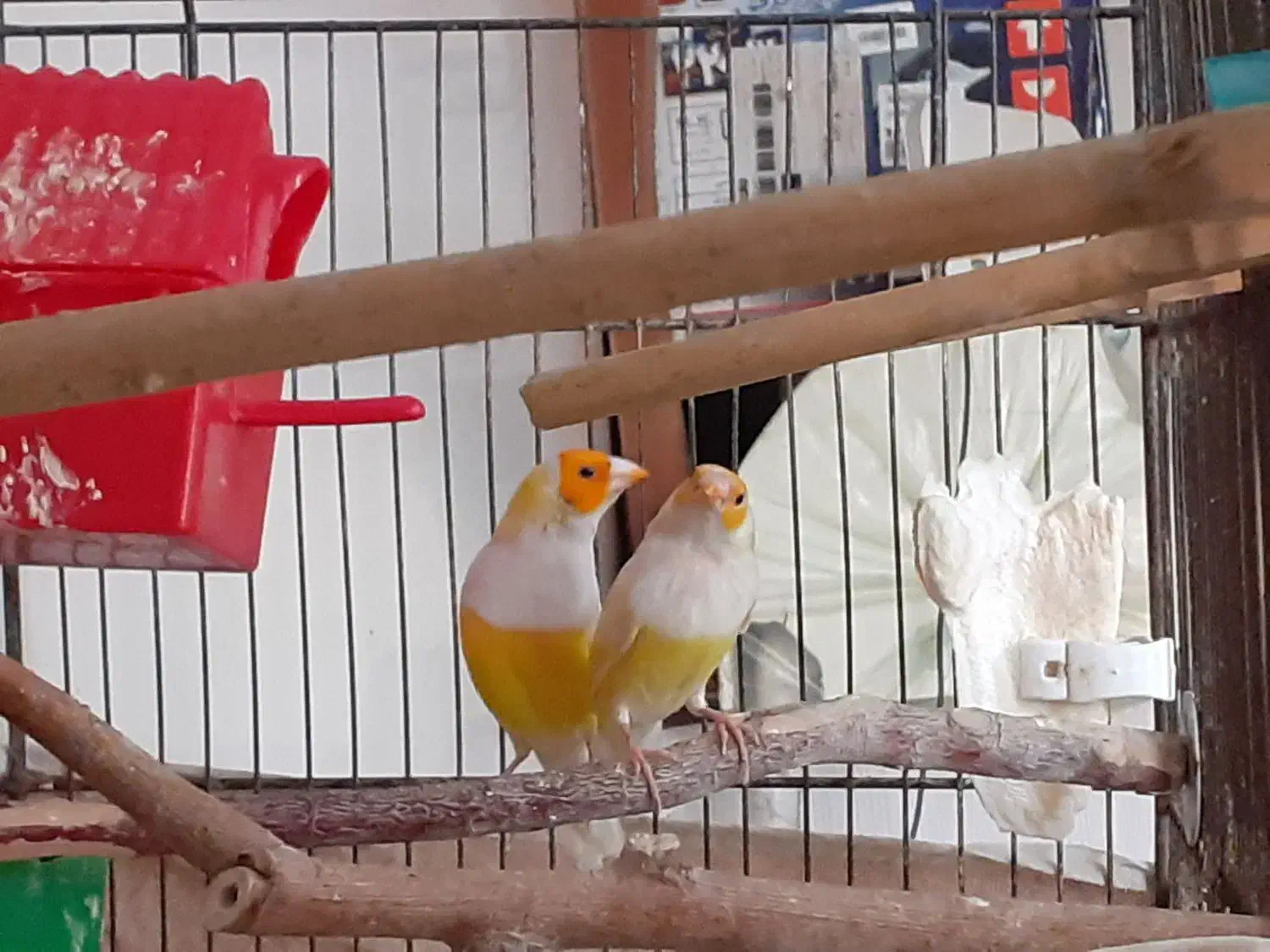 جفت فنچ گلدین زرد سر نارنجی|پرنده|اهواز, پردیس|دیوار