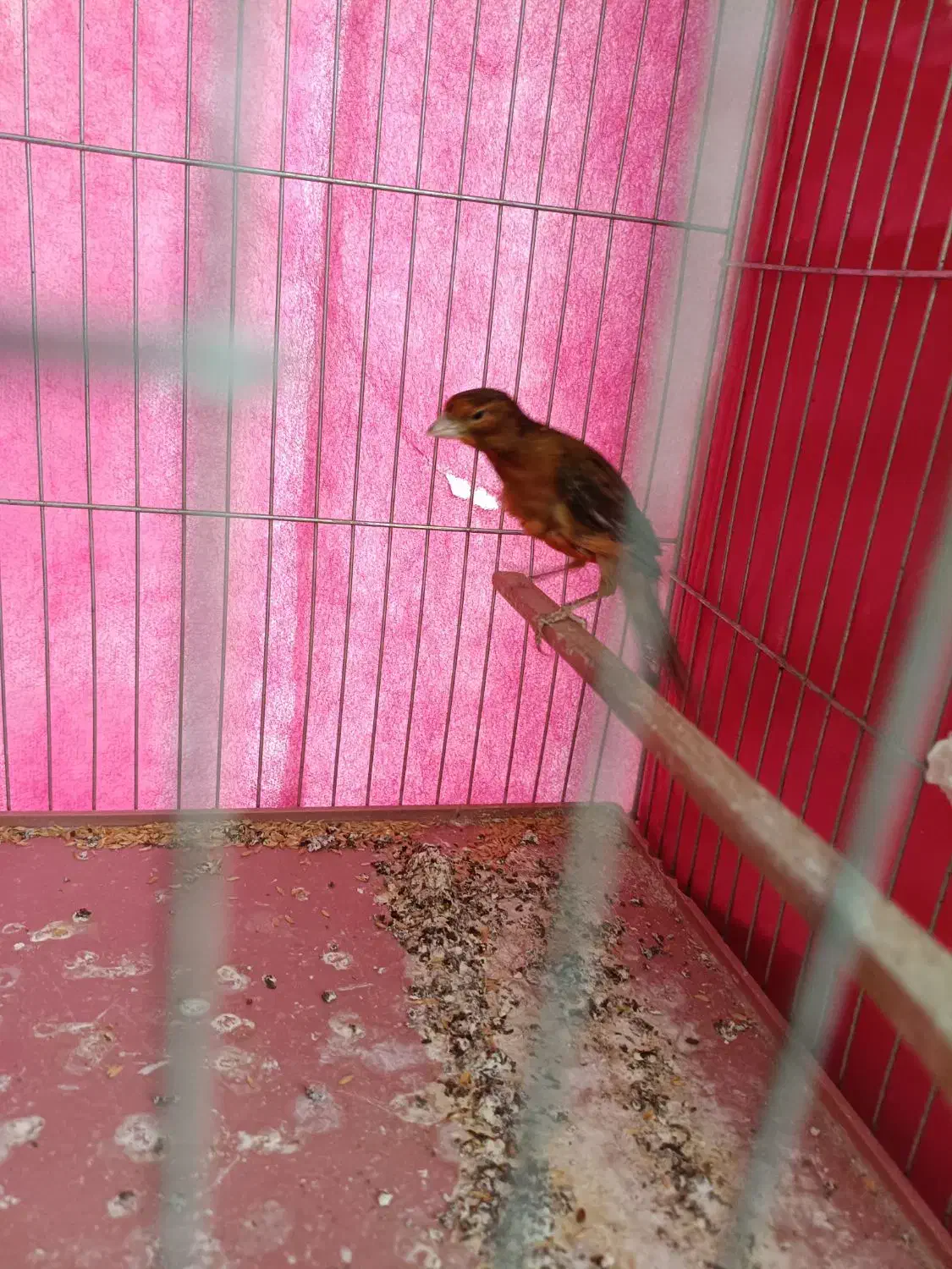 قناری نر|پرنده|کرمان, |دیوار