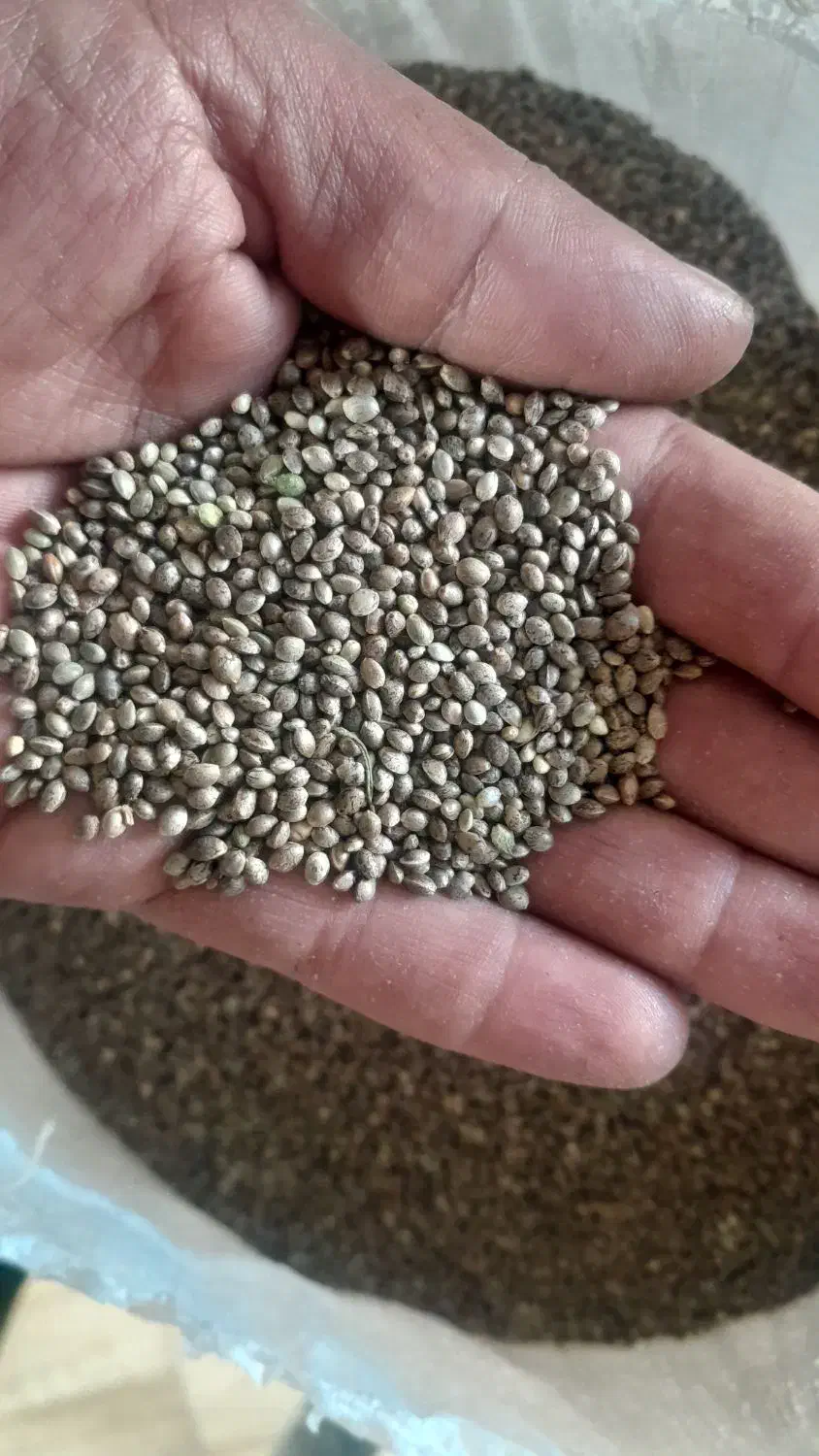 شاهدانه ریز سراب برای سهره وسهره قناری|لوازم جانبی حیوانات|سرعین, |دیوار