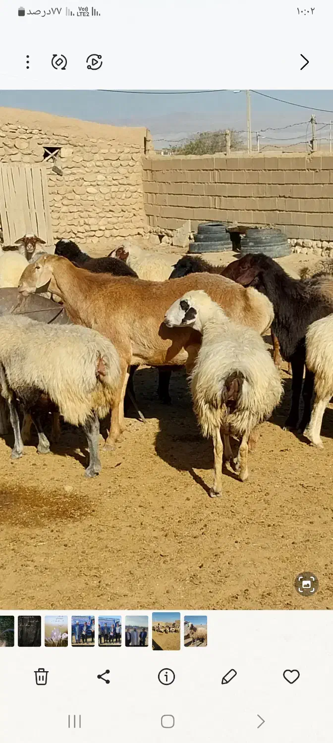 فروش دو راس قوچ|حیوانات مزرعه|مراوه, |دیوار