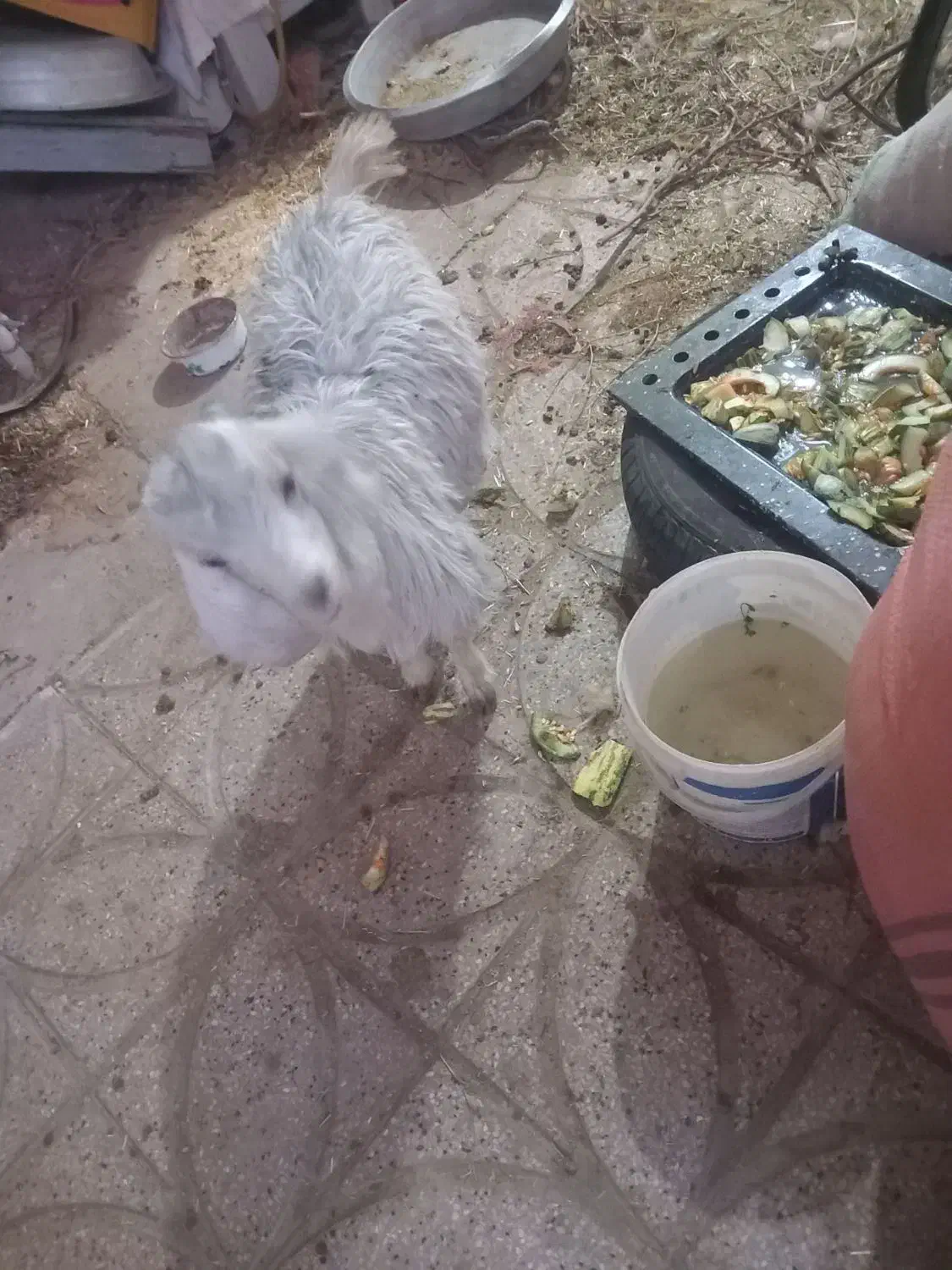 بز چاق کسی خواست در خدمتم|حیوانات مزرعه|قائن, |دیوار