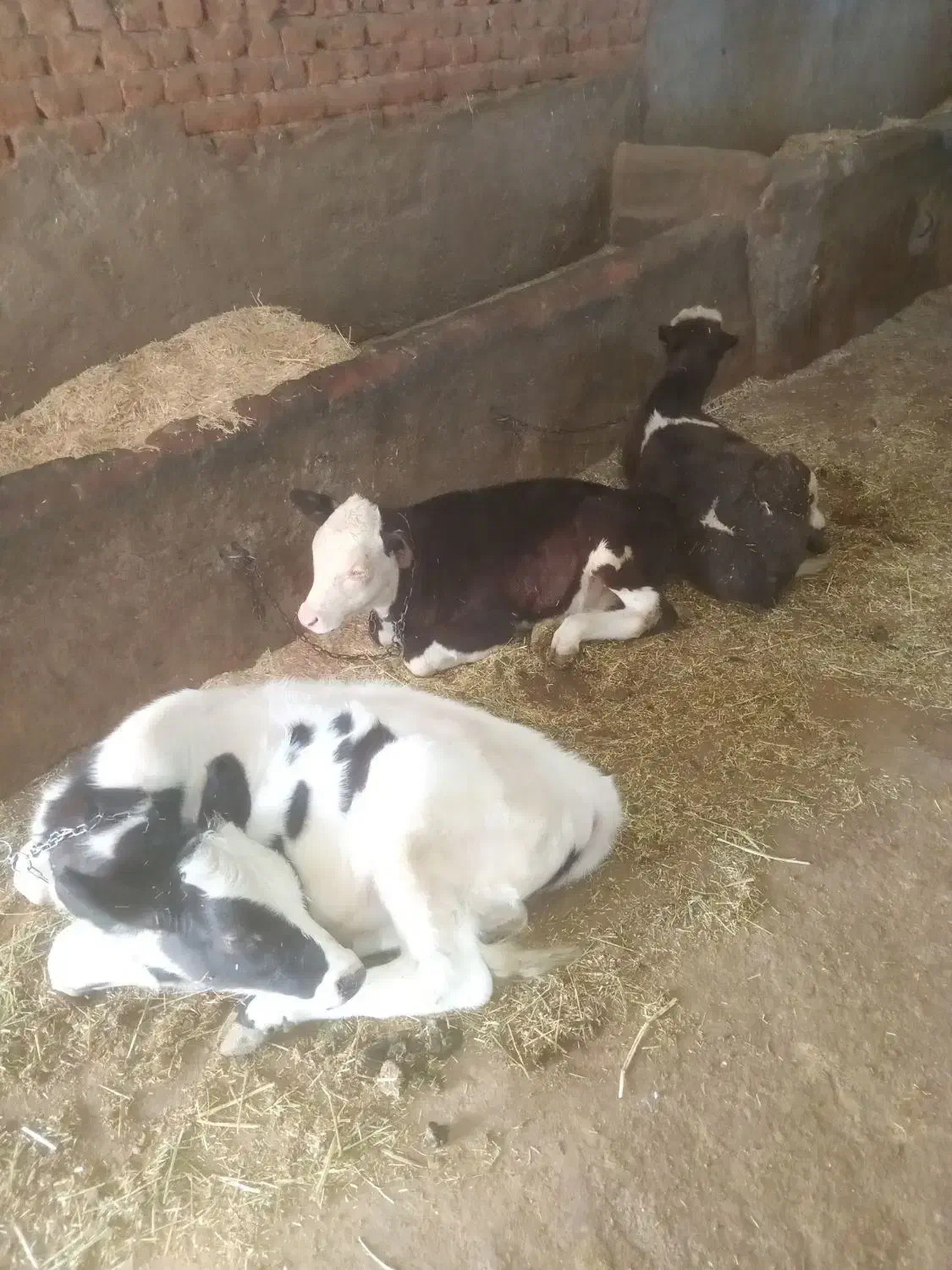 ۳عددگاو شیری|حیوانات مزرعه|نظر کهریزی, |دیوار