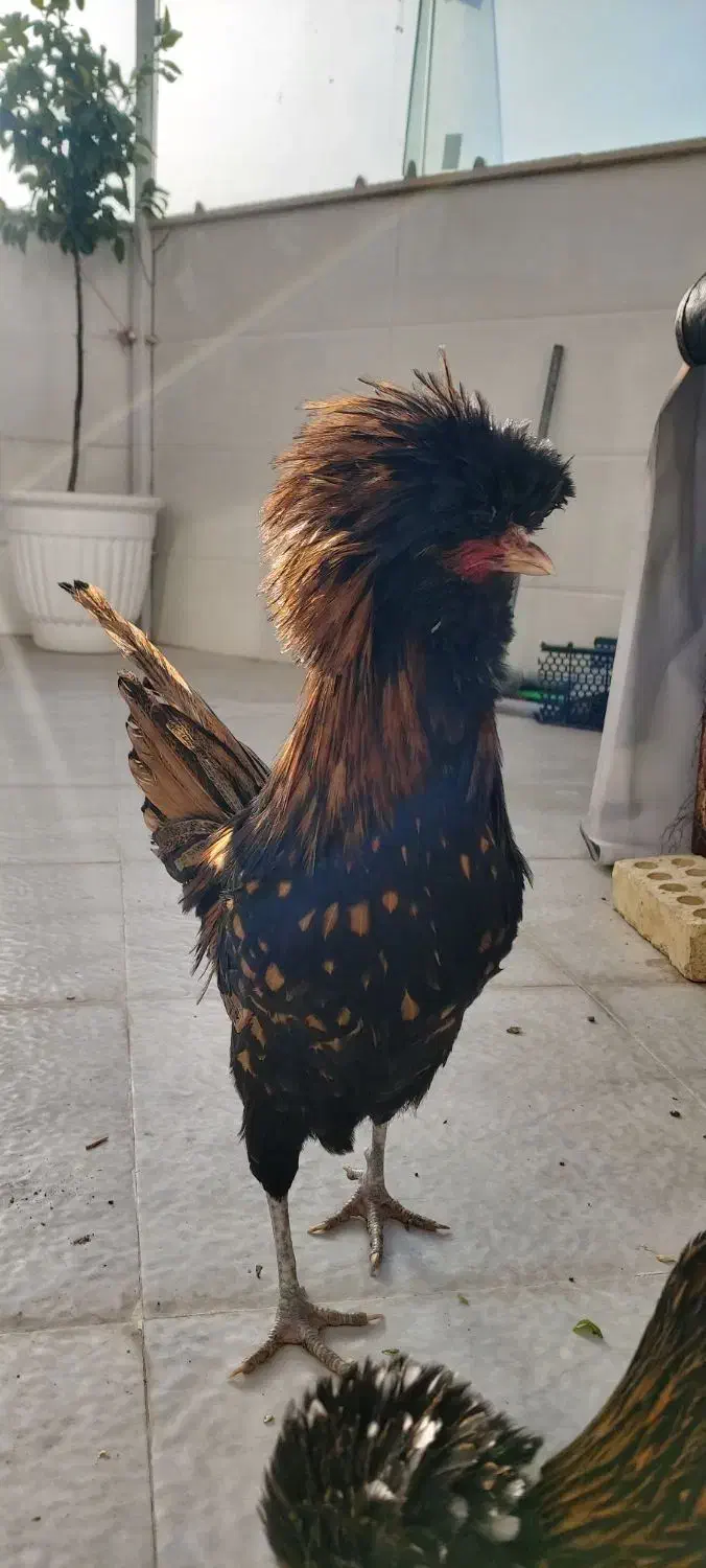 خروس.لهستانی.کوکو|حیوانات مزرعه|خمینی‌شهر, |دیوار