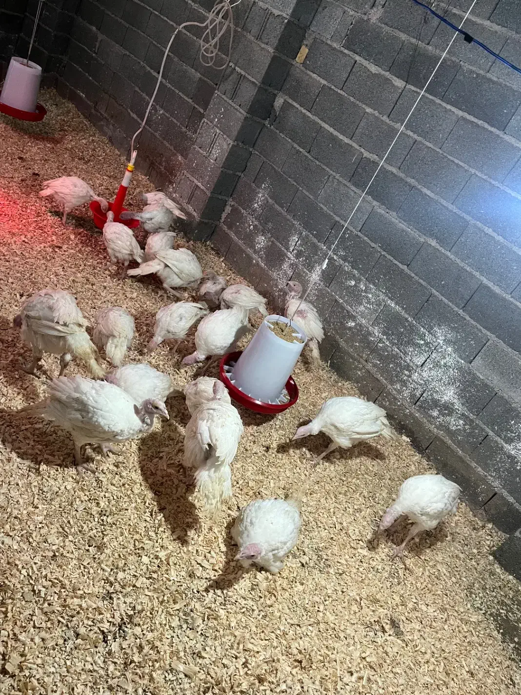 بوقلمون بیوتی اورگانیک زیر قیمت بازار|حیوانات مزرعه|لشت نشا, |دیوار