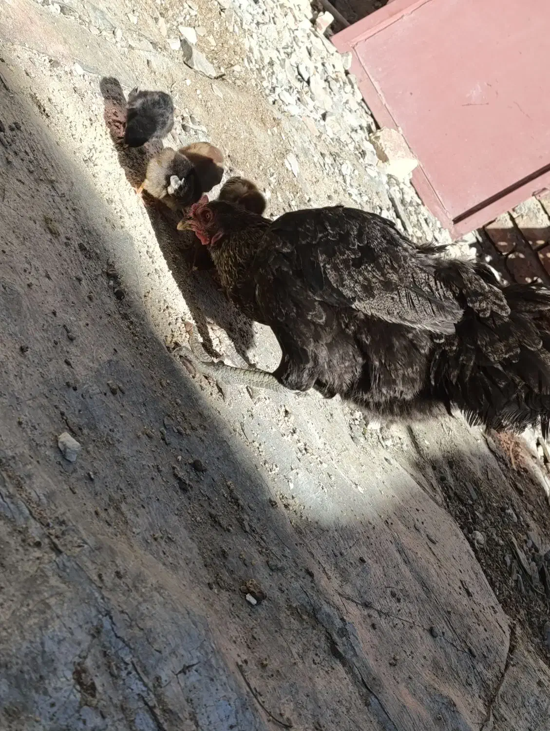 مرغ کرچ با 5 جوجه|حیوانات مزرعه|سراوان, |دیوار