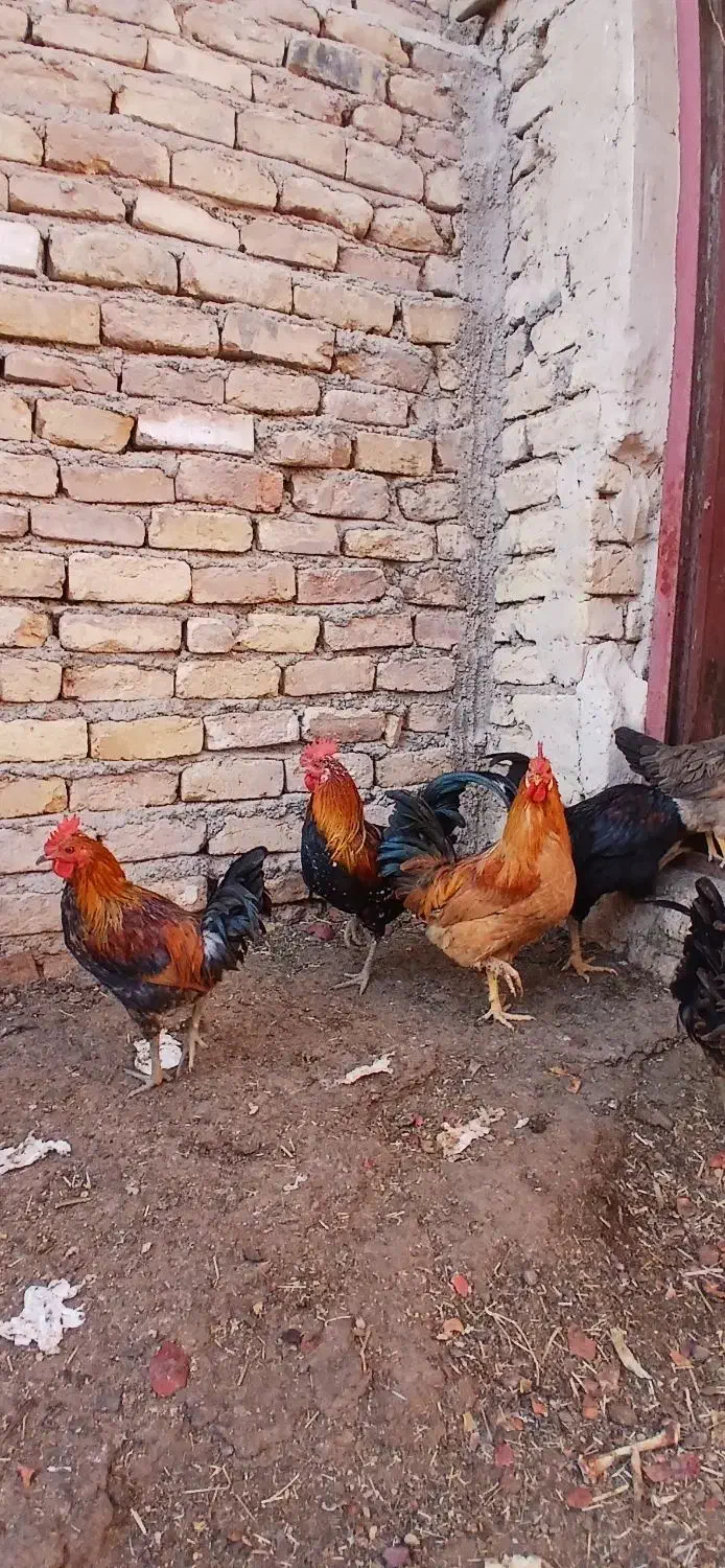 خروس دهات|حیوانات مزرعه|کهک, |دیوار