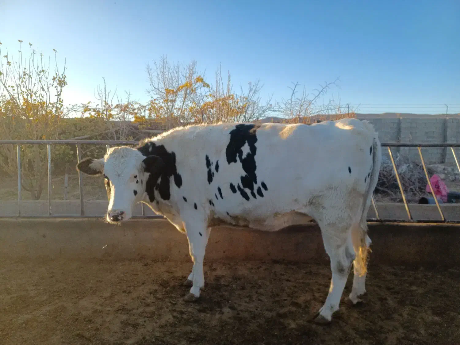 گاو شیری گوساله نر و ماده|حیوانات مزرعه|تربت جام, میان جام|دیوار